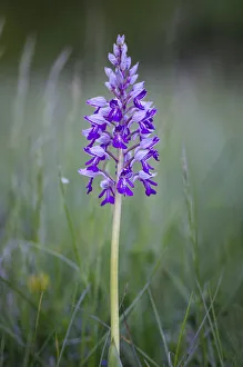 Military orchid -Orchis militaris-, protected species, wild orchid, Baden-Wuettemberg Military orchid -Orchis militaris-, protected species, wild orchid, Baden-Wuettemberg