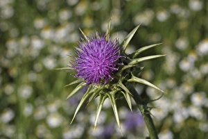 Milk Thistle -Silybum marianum or Carduus marianus-, Baden-Wuerttemberg, Germany, Europe Milk Thistle -Silybum marianum or Carduus marianus-, Baden-Wuerttemberg, Germany, Europe