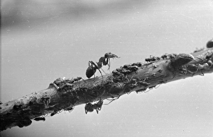 <b class=qtipBold><figcaption>Milking Greenfly</figcaption></b><br>5th May 1948: Worker ants with a 'herd' of greenfly allowed out to pasture with careful supervision. The ants tend the greenfly in underground cells of the nest and also 'milk' them by rubbing their legs to extract a honey dew like substance. Original Publication: Picture Post - 4559 - The Mysterious Life Of Ants - pub. 1948 (Photo by Raymond Kleboe/Picture Post/Getty Images) Milking Greenfly