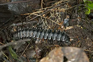 Millipede -Polydesmida-, Ecuador, Tiputini rain forest, Yasuni National Park, Ecuador Millipede -Polydesmida-, Ecuador, Tiputini rain forest, Yasuni National Park, Ecuador