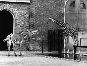 Images Dated 24th November 1970: Mind Your Business