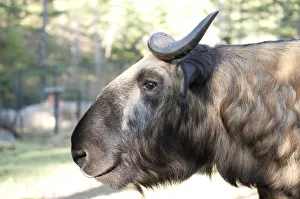 Mishmi Takin -Budorcas taxicolor-, Bhutans national animal, portrait Mishmi Takin -Budorcas taxicolor-, Bhutans national animal, portrait