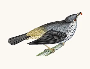 <b class=qtipBold><figcaption>Mistle thrush bird</figcaption></b><br>A photograph of an original hand-colored engraving from The History of British Birds by Morris published in 1853-1891.<br><em>© mashuk</em> Mistle thrush bird