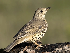 Mistle Thrush (Turdus viscivorus), standing on a branch of tree. Spain, Europe Mistle Thrush (Turdus viscivorus), standing on a branch of tree. Spain, Europe