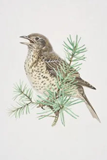 Mistle Thrush (Turdus viscivorus), illustration of pale, black-spotted bird, standing boldly upright Mistle Thrush (Turdus viscivorus), illustration of pale, black-spotted bird, standing boldly upright