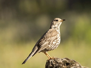 Mistle Thrush (Turdus viscivorus) put on a rock. Spain, Europe Mistle Thrush (Turdus viscivorus) put on a rock. Spain, Europe
