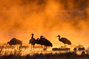 <b class=qtipBold><figcaption>Misty cranes</figcaption></b><br>Sandhill cranes at break of dawn.<br><em>© Phoo Chan</em> Misty cranes