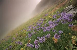 Images Dated 27th February 2006: Misty Field of Purple Agapanthus