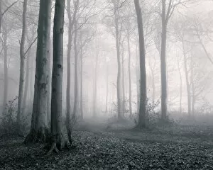Fine Art Photography Gallery: Misty woodland, Gloucestershire, UK