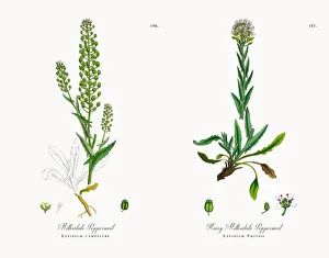 Mithridate Pepperwort, Lepidium campestre, Victorian Botanical Illustration, 1863 Mithridate Pepperwort, Lepidium campestre, Victorian Botanical Illustration, 1863