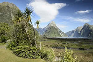 Mitre Peak, palm group and shrubs, Fiordland, Milford Sound, South Island, New Zealand Mitre Peak, palm group and shrubs, Fiordland, Milford Sound, South Island, New Zealand