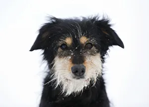 Mixed-breed dog, Old German Shepherd x Dachshund, portrait in snow, Satteldorf, Hohenlohe Mixed-breed dog, Old German Shepherd x Dachshund, portrait in snow, Satteldorf, Hohenlohe