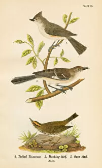 Tufted Titmouse Collection: Mocking bird lithograph 1890