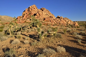 Mojave desert with Joshua trees -Yucca brevifolia-, Whitney Pockets, Virgin Mountains Mojave desert with Joshua trees -Yucca brevifolia-, Whitney Pockets, Virgin Mountains
