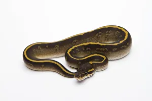 Mojave Granite Ball Python or Royal Python -Python regius-, female Mojave Granite Ball Python or Royal Python -Python regius-, female