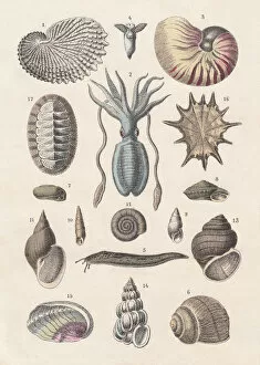 Images Dated 23rd September 2013: Mollusca, hand-coloured lithograph, published 1880