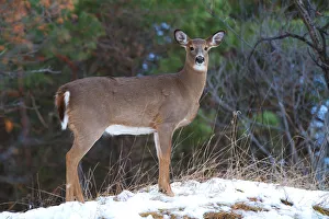 <b class=qtipBold><figcaption>Momma Doe</figcaption></b><br><em>© JIm Cumming</em> Momma Doe