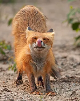 <b class=qtipBold><figcaption>Momma gotta stretch</figcaption></b><br>Red fox stretches out<br><em>© Jim Cumming</em> Momma gotta stretch