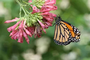 Monarch butterfly -Danaus plexippus-, found in North America and northern South America Monarch butterfly -Danaus plexippus-, found in North America and northern South America