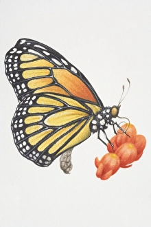 Monarch butterfly (Danaus plexippus), female feeding on nectar using proboscis Monarch butterfly (Danaus plexippus), female feeding on nectar using proboscis