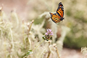 <b class=qtipBold><figcaption>Monarch butterfly in flight</figcaption></b><br>Butterfly flying away from head of thistle flower.<br><em>© 2010-2011 Susan Gary</em> Monarch butterfly in flight