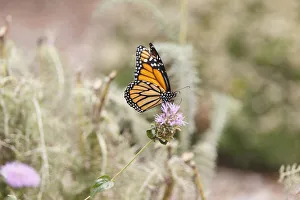 <b class=qtipBold><figcaption>Monarch butterfly perched on thistle</figcaption></b><br>Monarch butterfly fluttering his wings while tasting nectar from thistle flower.<br><em>© 2010-2011 Susan Gary</em> Monarch butterfly perched on thistle