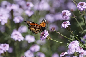<b class=qtipBold><figcaption>Monarch Butterfly and Verbena Rigida</figcaption></b><br>A sharply focused image of a Monarch Butterfly pollinating the Verbena flowers.<br><em>© 2009-2010 Susan Gary</em> Monarch Butterfly and Verbena Rigida