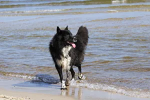 Mongrel, male dog -Canis lupus familiaris-, on a beach Mongrel, male dog -Canis lupus familiaris-, on a beach