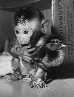 <b class=qtipBold><figcaption>Monkey Duck</figcaption></b><br>circa 1955: A close-up of a young chimp holding a bird. (Photo by Hulton Archive/Getty Images) Monkey Duck