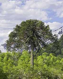 Monkey puzzle tree -Araucaria araucana-, Conguillio National Park, Melipeuco, Region de la Araucania, Chile Monkey puzzle tree -Araucaria araucana-, Conguillio National Park, Melipeuco, Region de la Araucania, Chile