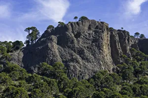 Monkey puzzle trees -Araucaria araucana- and basalt rocks, Neuquen Province, Argentina Monkey puzzle trees -Araucaria araucana- and basalt rocks, Neuquen Province, Argentina
