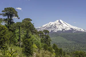 Monkey puzzle treess -Araucaria araucana- and Llaima volcano, Conguillio National Park Monkey puzzle treess -Araucaria araucana- and Llaima volcano, Conguillio National Park
