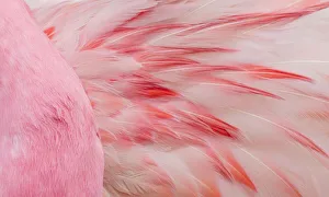 <b class=qtipBold><figcaption>Monochromatic Color</figcaption></b><br>Flamingo pink. Detail of the pink feathers of an Andean Flamingo.<br><em>© This image is subject to copyright.</em> Monochromatic Color
