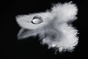 Monochrome Photograph of Bird Feather with Water Droplet on Monochrome Photograph of Bird Feather with Water Droplet on