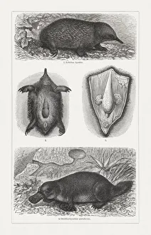 Monotremes: echidna and Platypus, wood engravings, published in 1897 Monotremes: echidna and Platypus, wood engravings, published in 1897