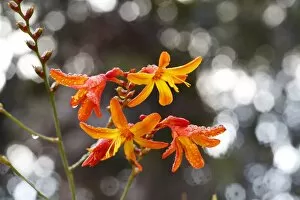 Images Dated 21st July 2012: Montbretia or Coppertips -Crocosmia-, invasive plant in Hawaii, Big Island, Hawaii, USA