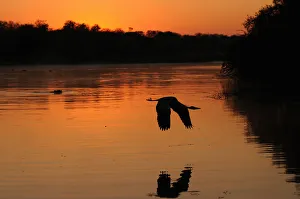 Moody sunrise with heron and hippo. Kruger National Park, S Africa Moody sunrise with heron and hippo. Kruger National Park, S Africa
