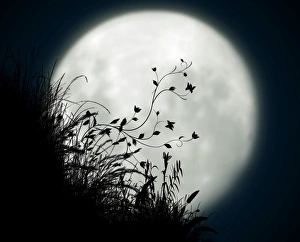 芸術写真 Nature Photograph Full Moon Art Print 芸術写真 Nature Photograph Full Moon Art Print Amazon.com