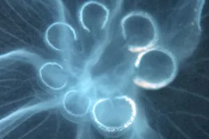 Moon Jellyfish, Saucer Jelly -Aurelia aurita-, genetic mutation with seven gonads instead Moon Jellyfish, Saucer Jelly -Aurelia aurita-, genetic mutation with seven gonads instead
