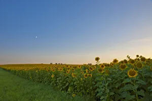 Moonrise over a sunflower field near Pforzheim, Baden-Wuerttemberg, Germany, Europe Moonrise over a sunflower field near Pforzheim, Baden-Wuerttemberg, Germany, Europe