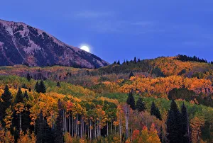 <b class=qtipBold><figcaption>Moonset at Kebler Pass</figcaption></b><br>fall, aspen, Mengzhonghua Photography, 693434776<br><em>© MEI XU</em> Moonset at Kebler Pass