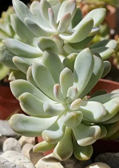 Moonstones or Sugar Almond Plant -Pachyphytum oviferum-, succulent Moonstones or Sugar Almond Plant -Pachyphytum oviferum-, succulent