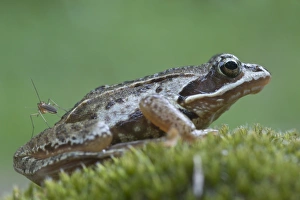 Moor frog -Rana arvalis-, Emsland, Germany, Europe Moor frog -Rana arvalis-, Emsland, Germany, Europe
