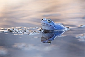 Moor Frog -Rana arvalis-, spawning ground, Mittelelbe, Saxony-Anhalt, Germany Moor Frog -Rana arvalis-, spawning ground, Mittelelbe, Saxony-Anhalt, Germany