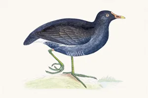 <b class=qtipBold><figcaption>Moorhen water migratory bird</figcaption></b><br>Moorhens ( marsh hens )a are medium-sized water birds that are members of the rail family. A photograph of an original hand-colored engraving from The History of British Birds by Morris published in 1853.<br><em>© mashuk</em> Moorhen water migratory bird