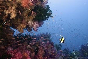 Images Dated 23rd August 2006: Moorish Idol (Zanclus cornutus) swimming among Multicolored Corals