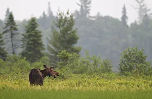 <b class=qtipBold><figcaption>Moose in Algonquin marsh</figcaption></b><br><em>© Jim Cumming</em> Moose in Algonquin marsh