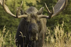 Boreal Forest Gallery: Moose bull with antlers, Chugach State Park, Alaska