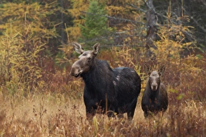 <b class=qtipBold><figcaption>Moose with Calf</figcaption></b><br><em>© Jim Cumming</em> Moose with Calf