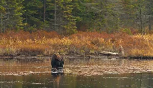 <b class=qtipBold><figcaption>Moose feeding in pond</figcaption></b><br><em>© Jim Cumming</em> Moose feeding in pond